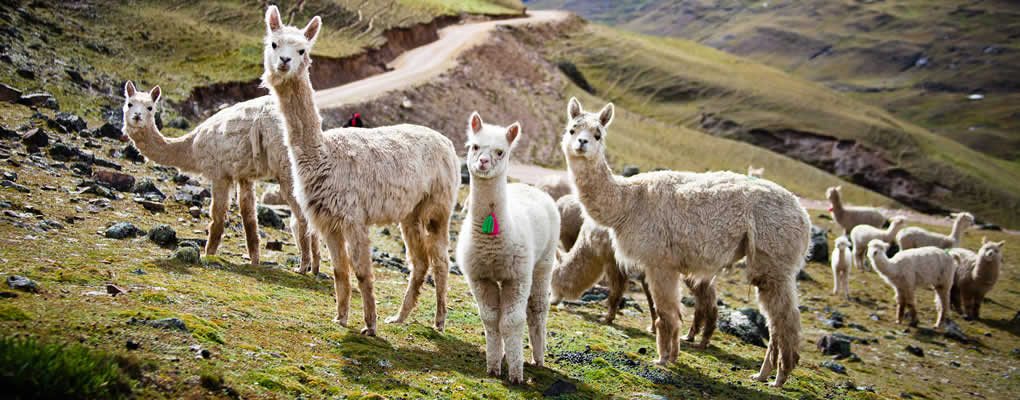 Viaje a Perú, guía de viaje Perú