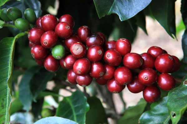 Frutos rojos de grano de café en Costa Rica en su árbol