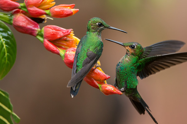 Colibrí color verde en primer plano en una flor parque nacional Costa Rica