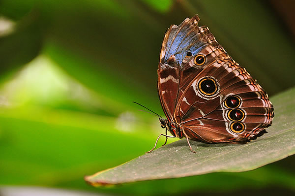Naturaleza en Costa Rica, mariposa colores vivos posada en las plantas. 