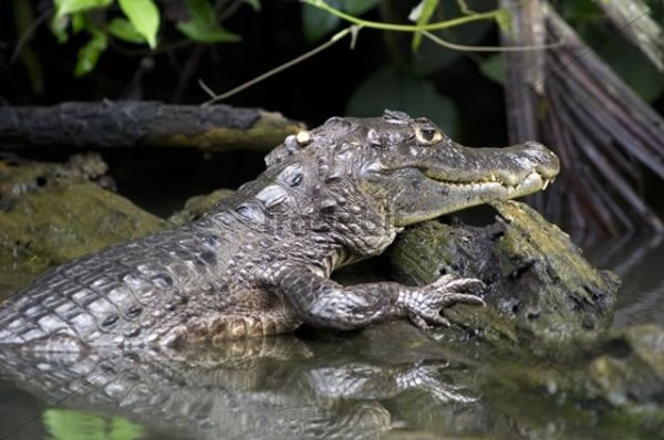 Observación de animales en Costa Rica, Caimán en Tortuguero
