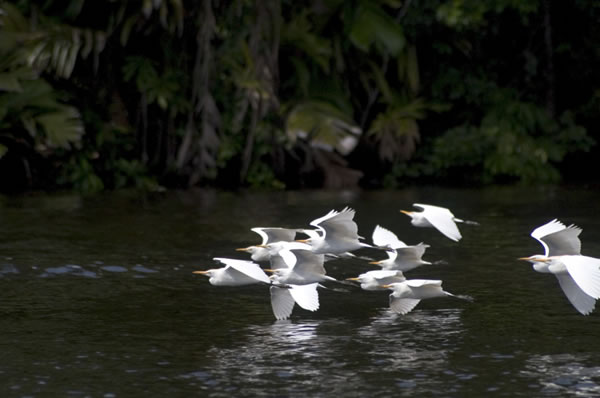 Aver en el río en los canales del parque nacional Tortuguero en Costa Rica