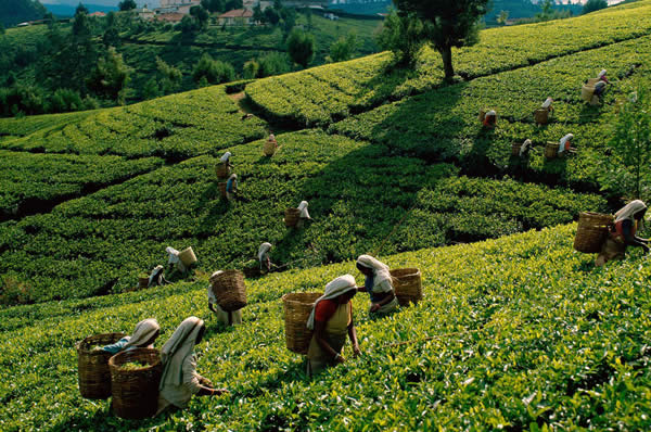 Verdes campos de té Sri Lanka viajes a medida y de novios lujo