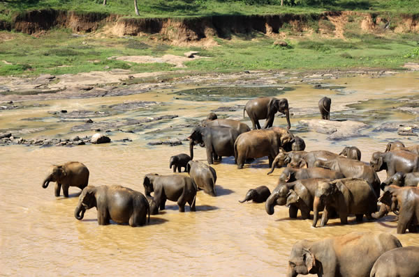Elefantes  Sri Lanka a medida, playas Trincomalee. Viajes de novios a Sri Lanka 
