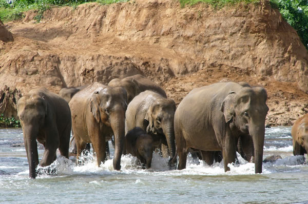 elefantes Viajes a Sri Lanka Orfanato de Elefantes de Pinnawela
