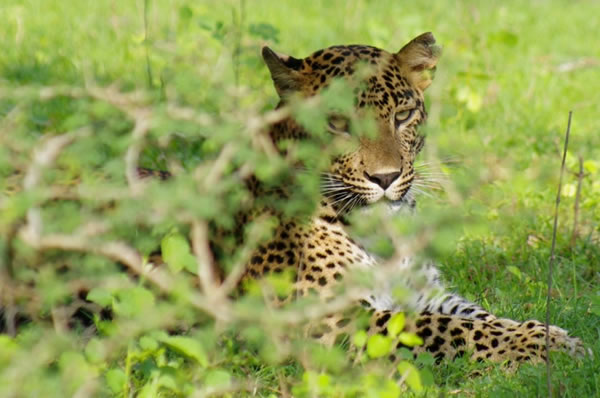 Animales Viajes a Sri Lanka Safari Parque Nacional Yala