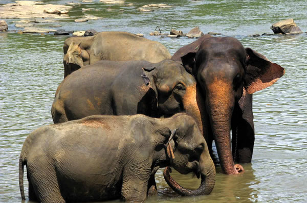 Viajes a Sri Lanka y maldivas Orfanato de Elefantes de Pinnawela