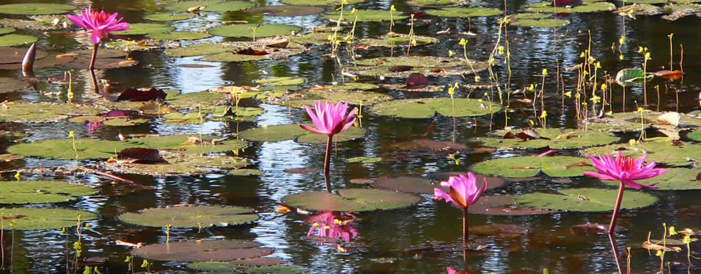 Viaje a Camboya, guía de viaje Camboya