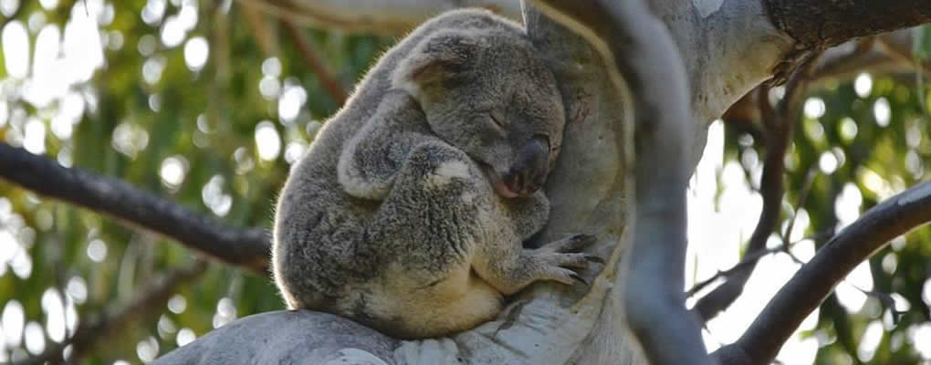 Koala descansando sobre un árbol en Australia