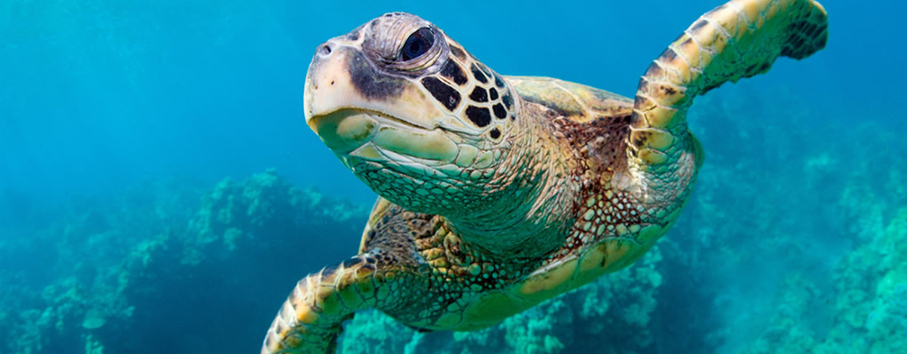 buceo tortuga en la polinesia francesa