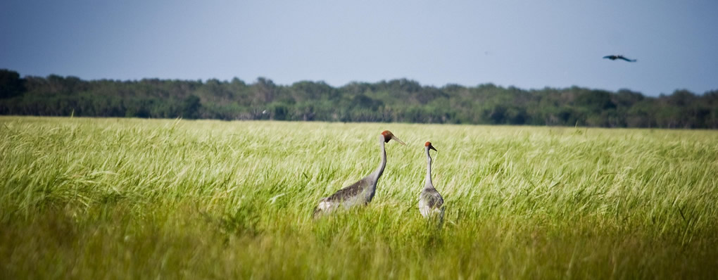 Aves en el Parque nacional Kakadu Bamurru Plains 