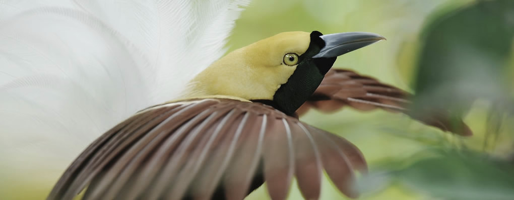 Aves del Paraíso