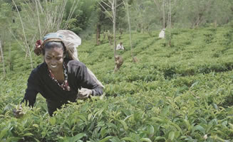  Recolectora de té de Sri Lanka