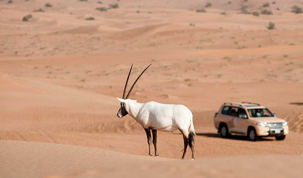 Orix y todoterreno de fondo hotel lujo Al Maha Desert Resort