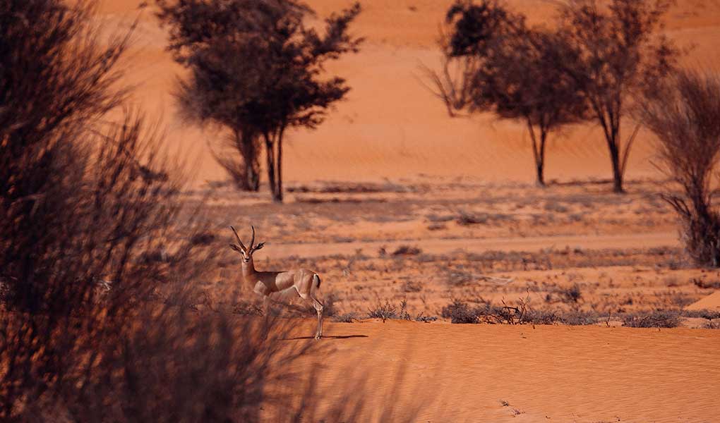 Desierto de Dubái  luces atardecer