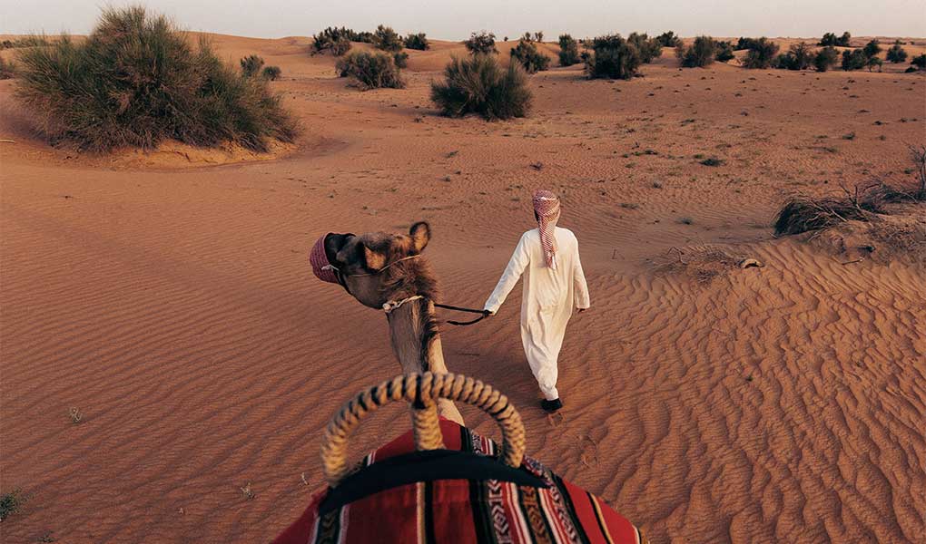 Paseo en camello en privado en el desierto de Dubái