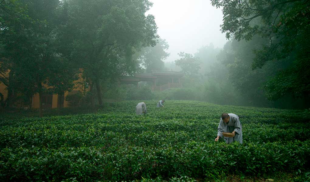 Arrozales cercanos el hotel Amanfayun en Hangzhou