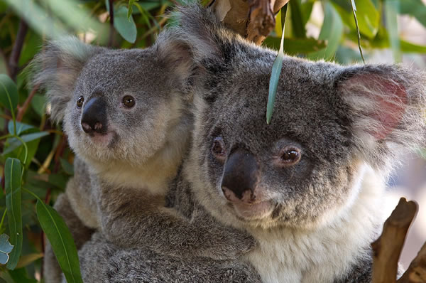 Parque Nacional de Australia familia de Koalas