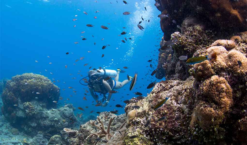 Buceo en Indonesia en el hotel de lujo en Bawah Reserve