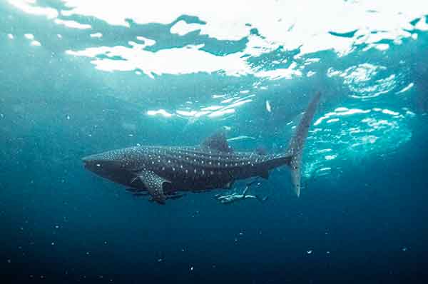 Buceo con tiburones en Indonesia