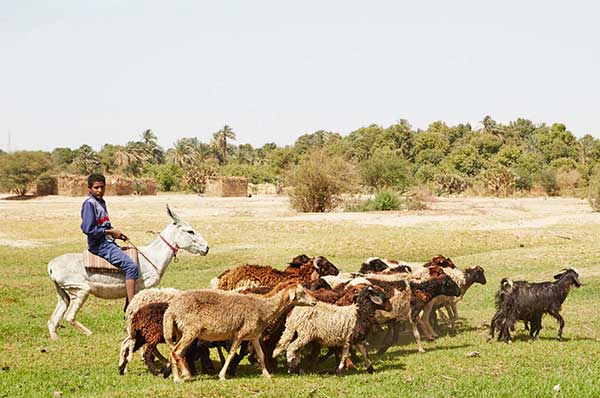 Orilla del rio Nilo con personas locales y animales
