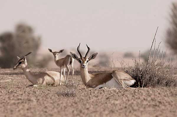 Animales en libertad desierto
