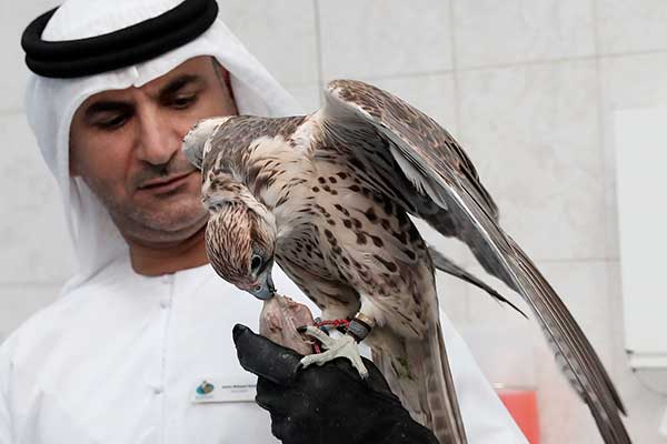 Halcón en Abu Dhabi