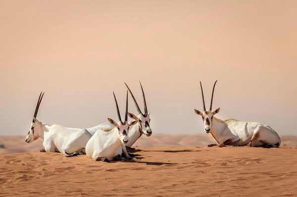 Cabras desierto con cielo de fondo atardecer