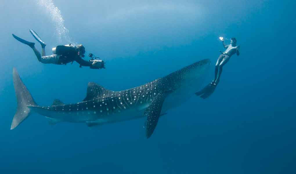 Nadar con tiburones en Maldivas