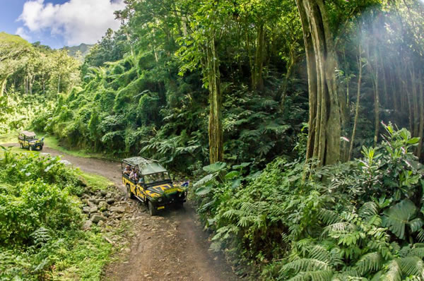 Paisaje de selva en Cook Islans vegetación