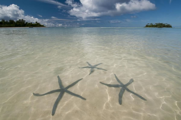 Estrellas de mar en fondo marino en Islas Cook