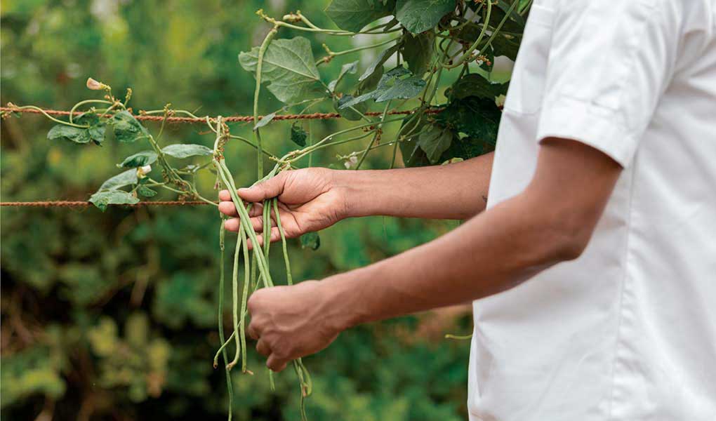 Huerta orgánica en Kalari Rasayana