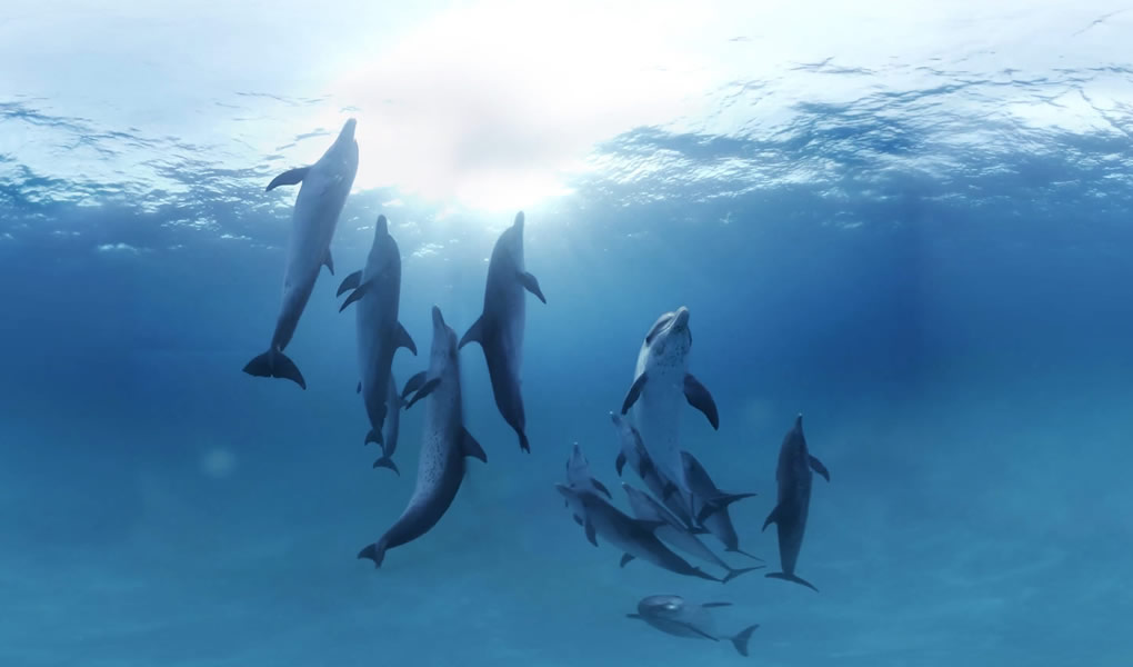 Nadar con delfines y paseo en Jet Sky