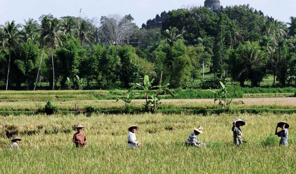 Campos de arroz en Indonesia en Java