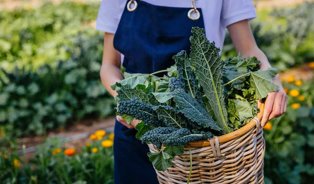Productos orgánicos de la huerta