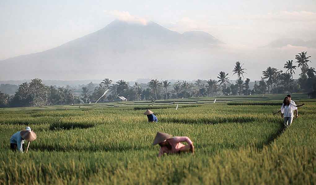 Campos de arroz en Bali en Indonesia