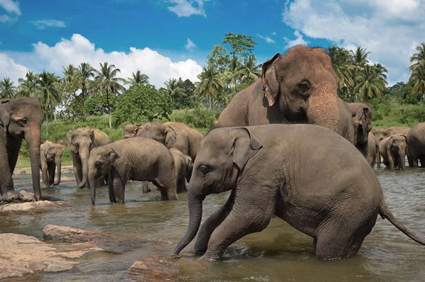 Elefantes y parques naturales en Sri Lanka