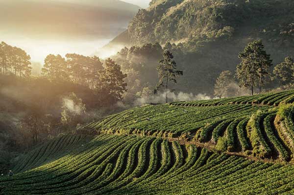 Vistas a la naturaleza en arrozales del norte de Tailandia en Chiang Mai