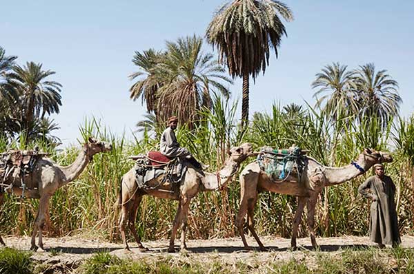 Viaje de lujo en familia a Egipto naturaleza y ganado orillas del Nilo
