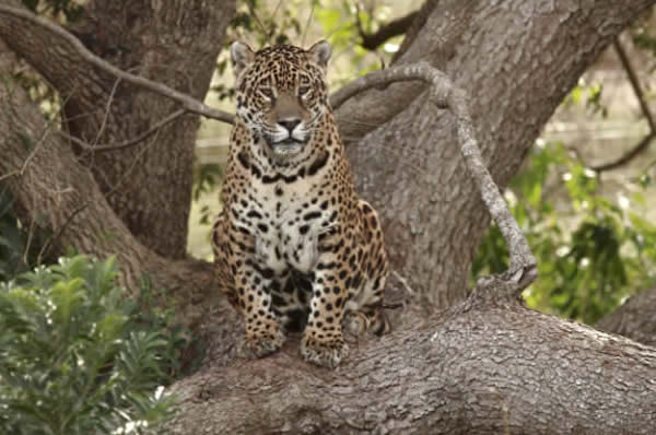 Vida Silvestre en los Esteros del Iberá