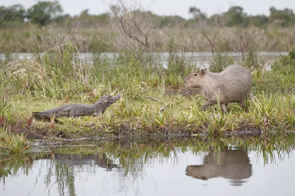 Vida silvestre en los Esteros del Iberá 