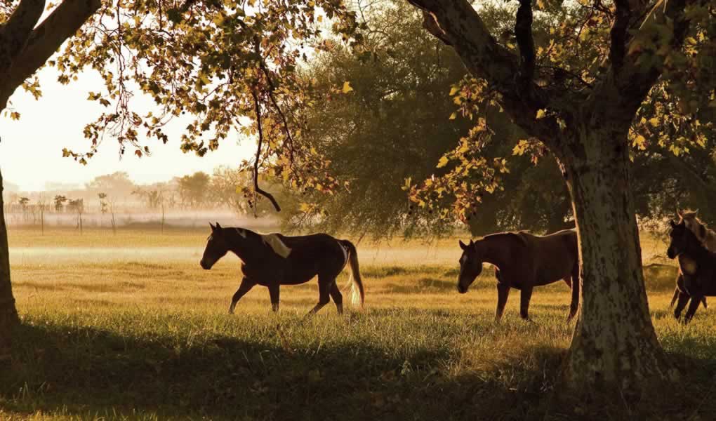 Paisaje atardecer con caballos La Bamba de Areco