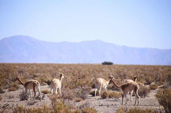 Desierto Jujuy en Argentina