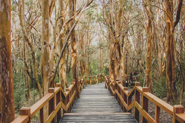 Árboles Bosque de Arrayanes en Argentina