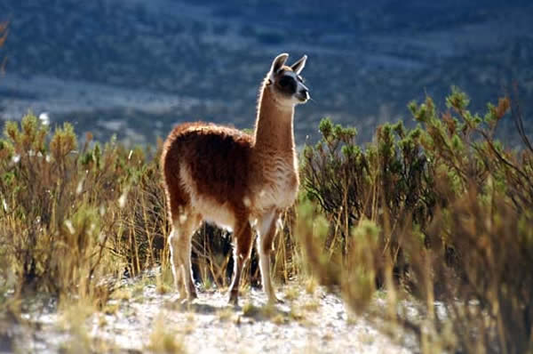 Guanaco en Salta Argentina