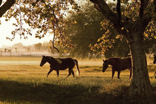 Paisaje con caballos en el hotel House of Jasmines en Salta