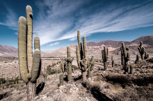 Excursión Cafayate Norte Argentina