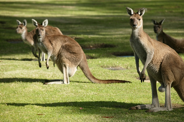 Pareja de canguros sobre la hierva en Australia Parque Nacional