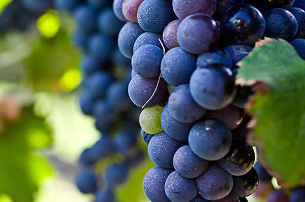 Viñas en viñedo viaje a Australia bodegas