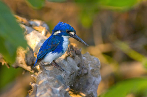 Pájaro azul y blanco sobre árbol Australia 